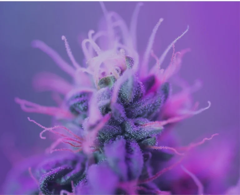 Image of cannabis with a purple filter over the image.