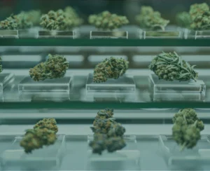 Cannabis buds on clear acrylic platforms in a glass case at a dispensary