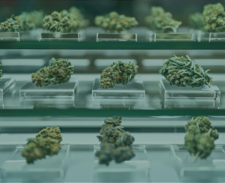 Cannabis buds on clear acrylic platforms in a glass case at a dispensary