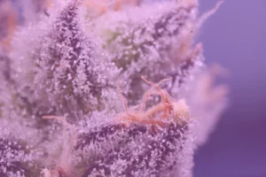 thc vs thca in flower