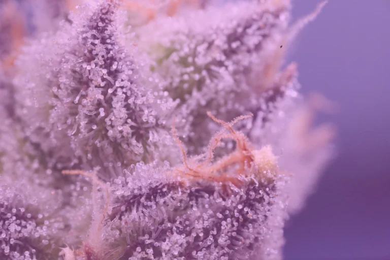 thc vs thca in flower