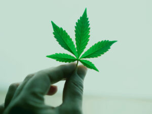 indica cannabis leaf held by index and thumb towards the sky. The leaf is of a lighter green colour.