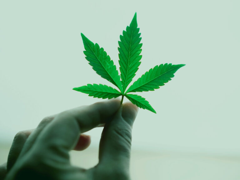 indica cannabis leaf held by index and thumb towards the sky. The leaf is of a lighter green colour.